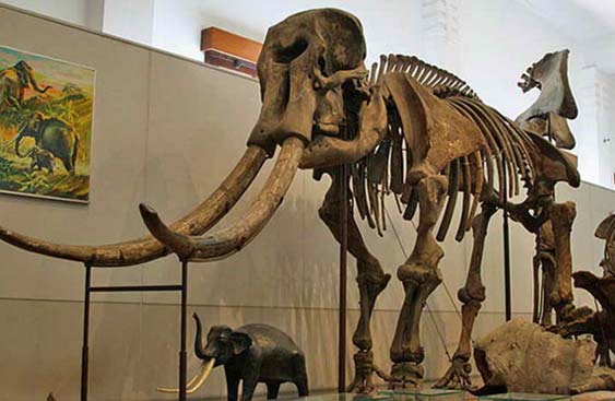 Museum-Purbakala-Sangiran.jpg
