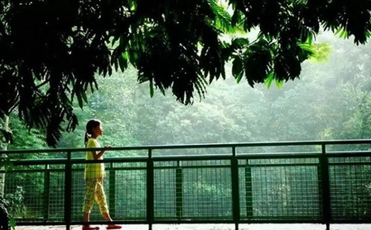 Wisata%2BAlam%2BForest%2BWalk%2BBabakan%2BSiliwangi5.jpg