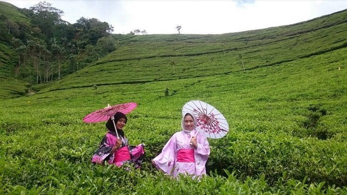 Agrowisata%2BKebun%2BTeh%2BKaligua1.jpg