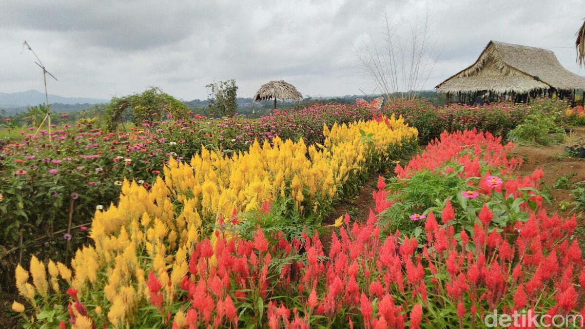 Ekowisata%2BKampoeng%2BSawah3.jpeg