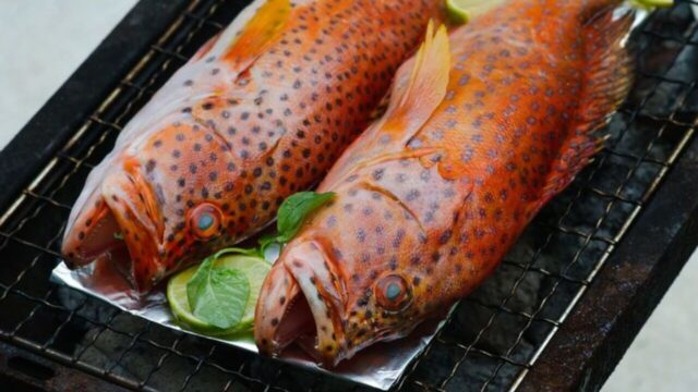 Seafood Ikan Kerapu (1)