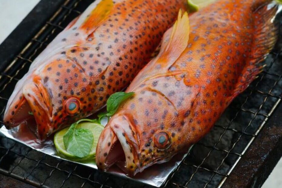 Seafood Ikan Kerapu (1)