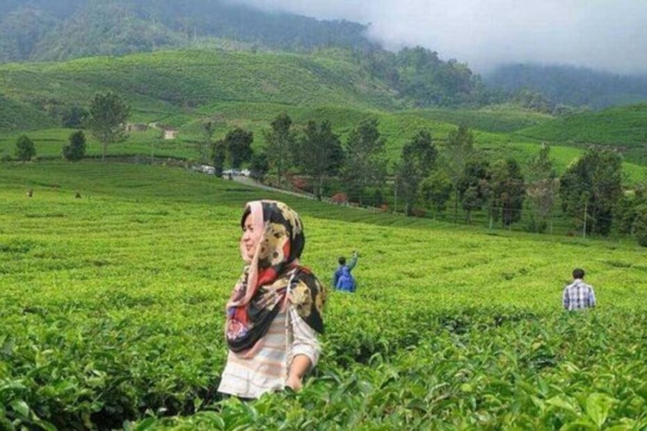 Kebun Teh Alahan Panjang (1)