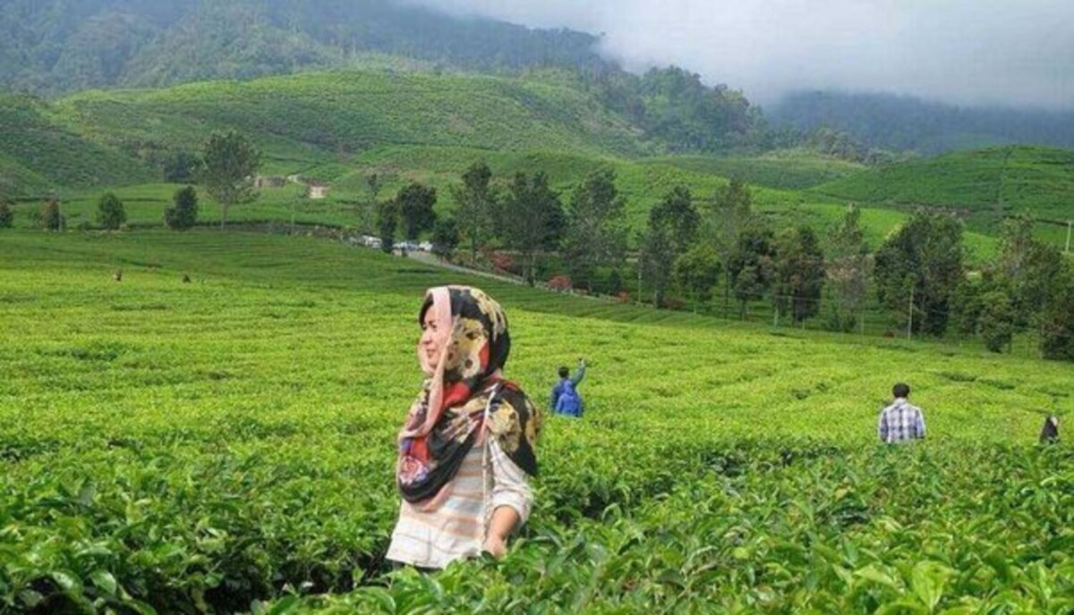 Kebun Teh Alahan Panjang (1)