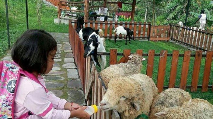 Jogja Exotarium Mini Zoo1