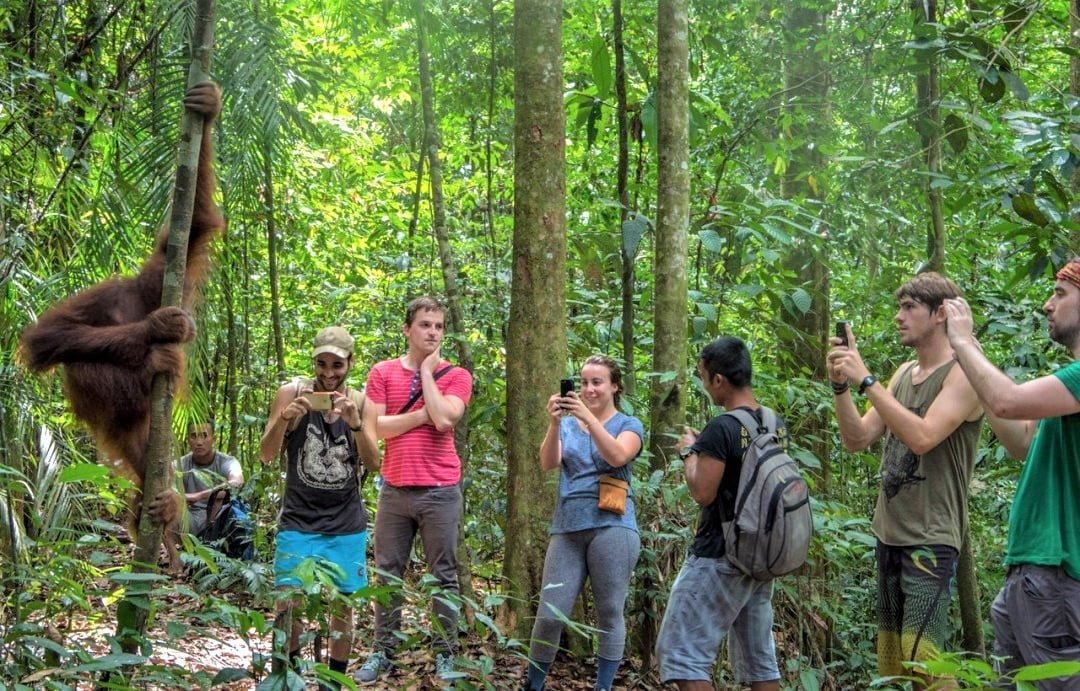 Bukit Lawang3