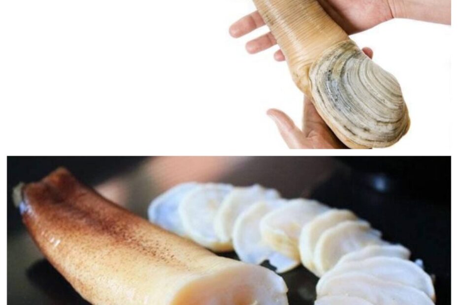 resep kerang gajah (1)