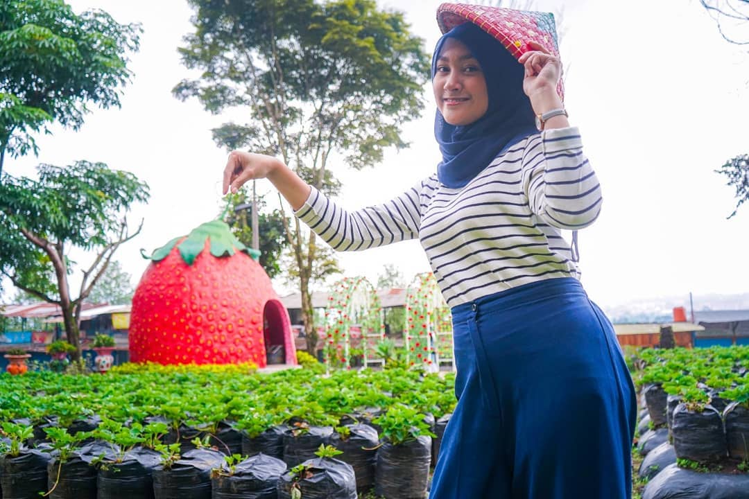 Bukit Strawberry Lembang1